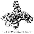 負子蟾屬 負子蟾屬