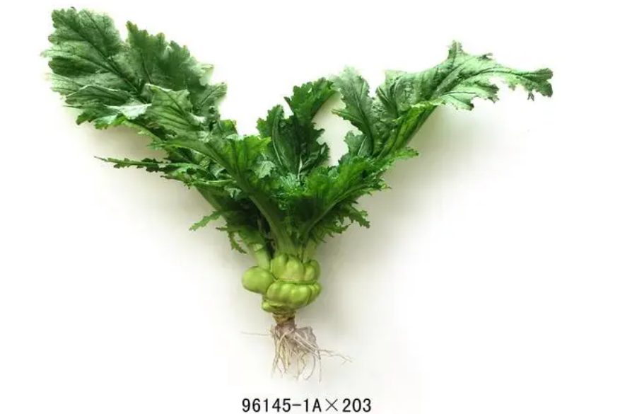 涪雜8號 涪雜8號