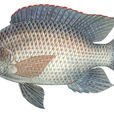 金鳳魚