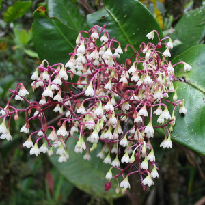 Tapeinosperma ellipticum