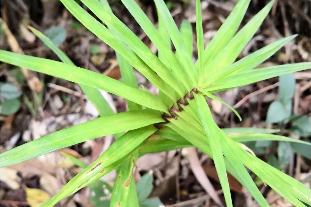 硬果苔草 硬果苔草