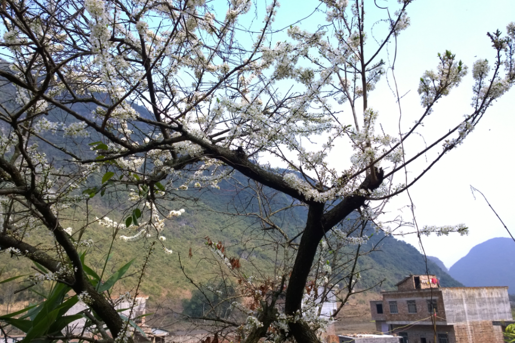 歸安村 歸安村