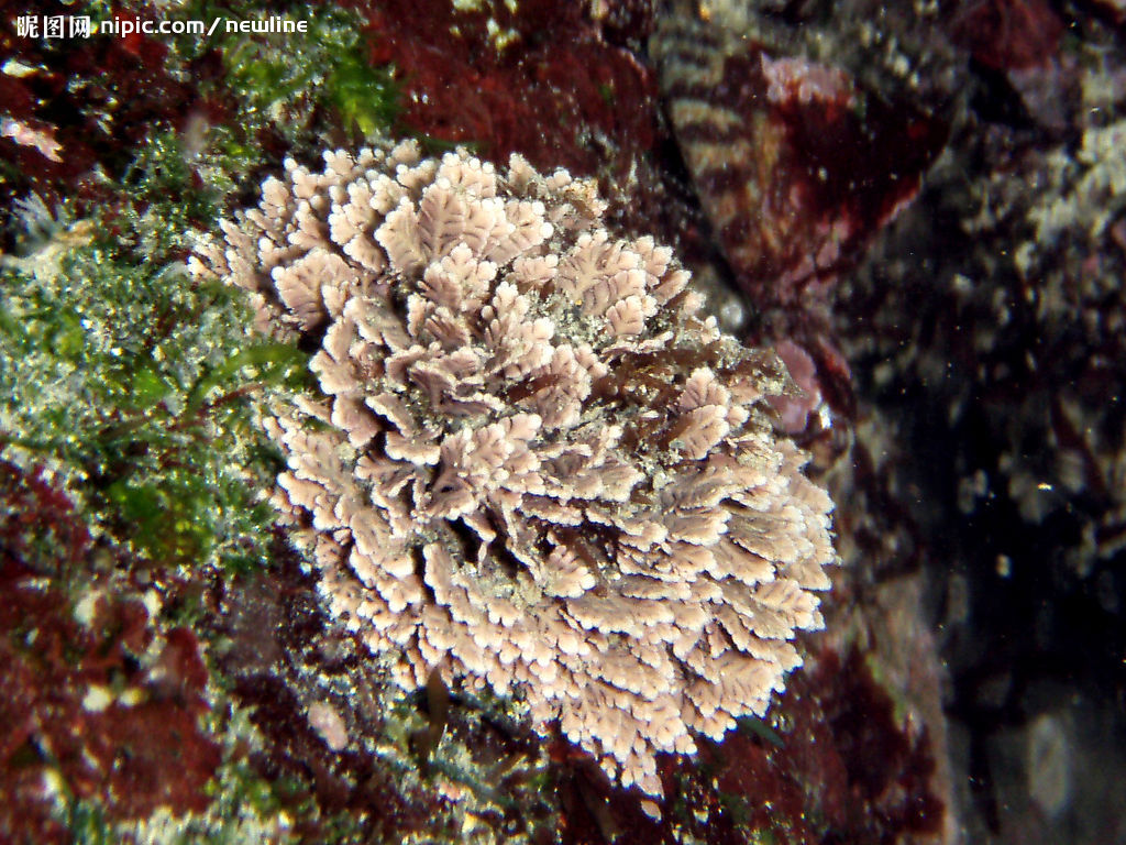 珊瑚藻(大型藻類)