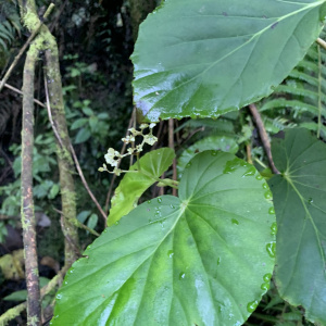 Begonia magdalenae