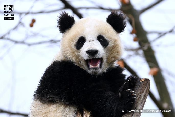 優悠(2021年出生在熊貓中心的大熊貓) 優悠(2021年出生在熊貓中心的大熊貓)