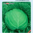 雙環49