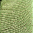 茄殼棒孢 茄殼棒孢