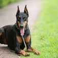 杜賓犬(篤賓犬) 杜賓犬(篤賓犬)