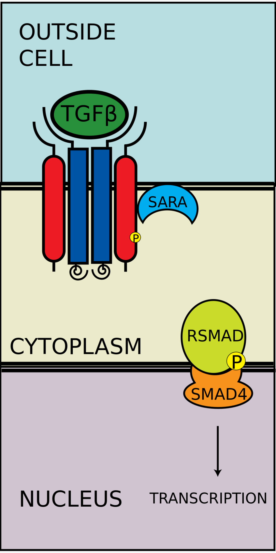R-SMAD-coSMAD複合體進入細胞核