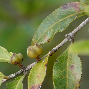 Choriceras tricorne