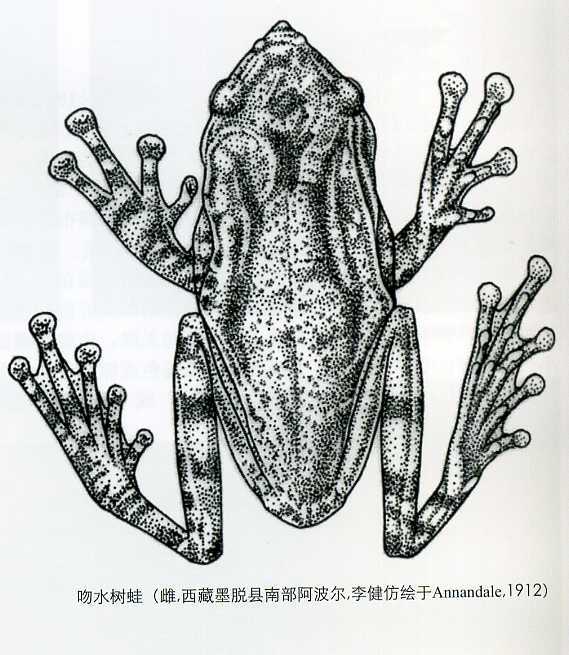 吻水樹蛙 吻水樹蛙