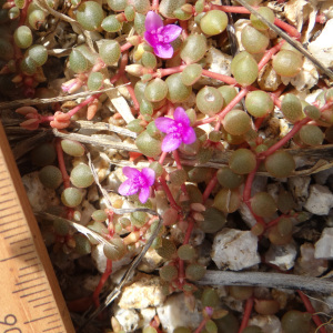 Portulaca digyna