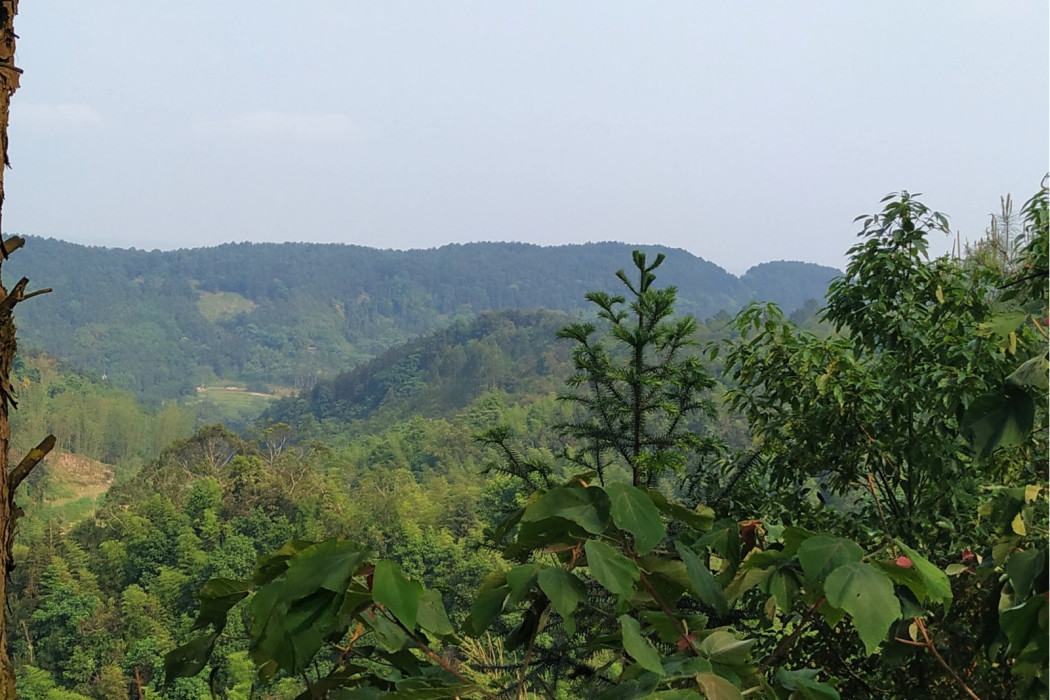 龍貫山(自貢市富順縣龍萬鄉境內的一座山峰) 龍貫山(自貢市富順縣龍萬鄉境內的一座山峰)