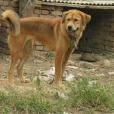 太行犬 太行犬