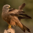 黑鳶(Black Kite) 黑鳶(Black Kite)
