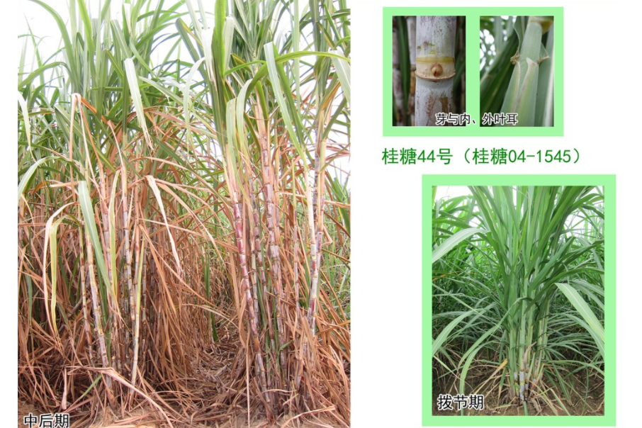 桂糖44號 桂糖44號