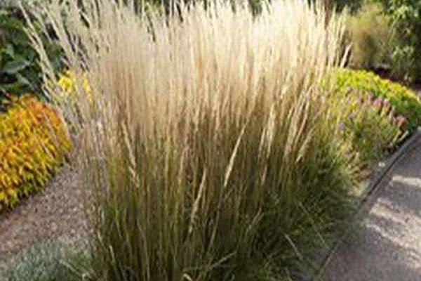 Calamagrostis × acutiflora \x27Karl Foerster\x27 Calamagrostis × acutiflora \x27Karl Foerster\x27