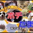 寵物當家(綜藝節目) 寵物當家(綜藝節目)