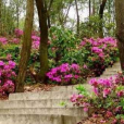滇北亞菊 滇北亞菊