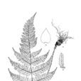 稀羽鱗毛蕨 稀羽鱗毛蕨