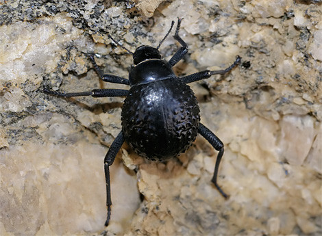 納米布沙漠甲蟲