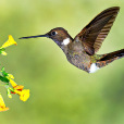 蜂鳥科 蜂鳥科