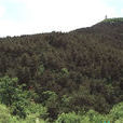 燈盞山 燈盞山