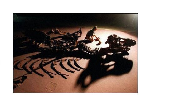 中國的恐龍化石在澳大利亞博物館被盜