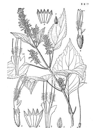 膜葉刺蕊草(爬努阿帕) 膜葉刺蕊草(爬努阿帕)