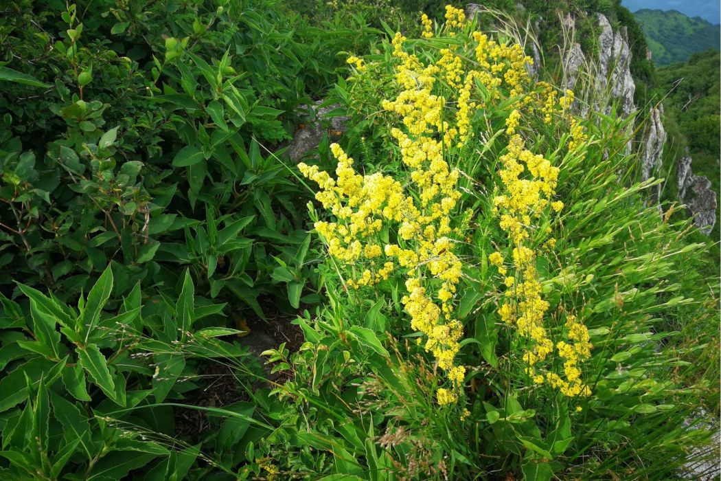 毛果蓬子菜 毛果蓬子菜