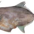 牛魚 牛魚
