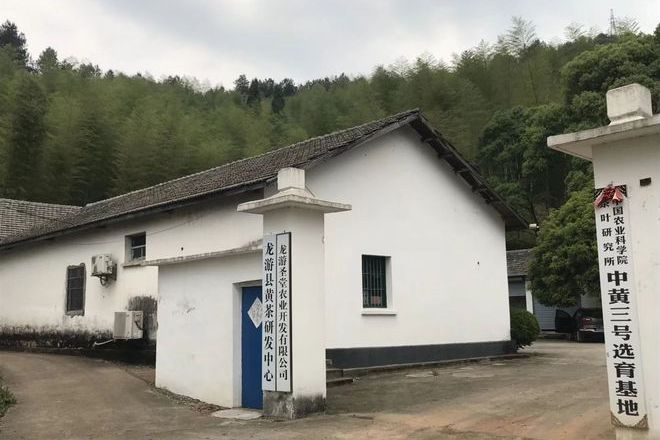 龍游黃茶 龍游黃茶
