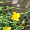 禿瘡花(罌粟科禿瘡花屬多年生草本植物)