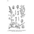 黑沙蒿(鄂爾多斯蒿) 黑沙蒿(鄂爾多斯蒿)