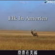 麋鹿在美國