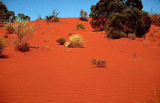 吉布生沙漠是個紅色沙漠