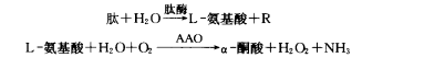 圖4 肽酶和AAO的催化反應