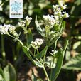寬葉獨行菜(寬葉獨行菜) 寬葉獨行菜(寬葉獨行菜)