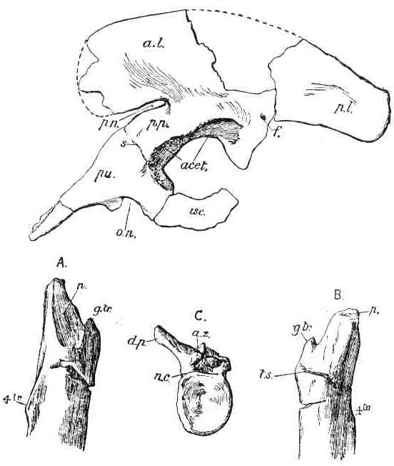 肉龍的部分股骨與脊椎