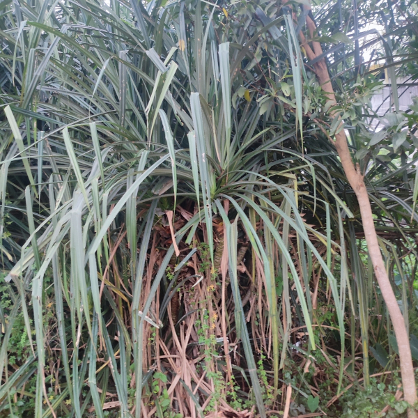 Pandanus mangalorensis