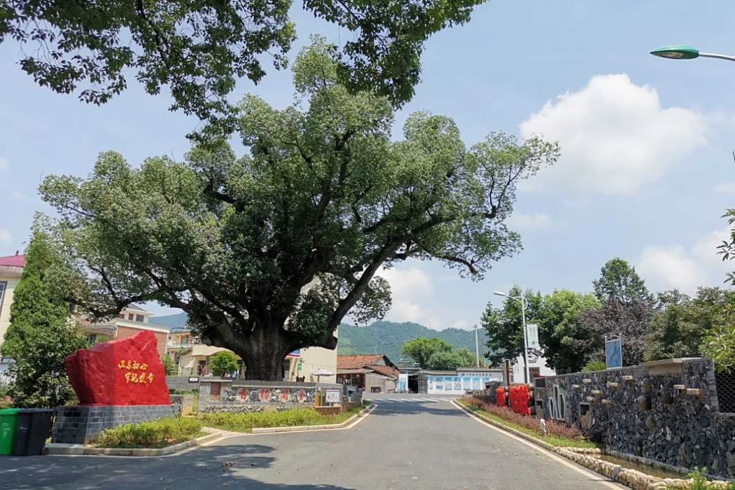 早田坂村