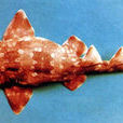 斑紋鬚鯊