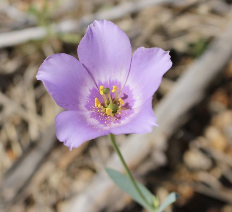Eustoma exaltatum