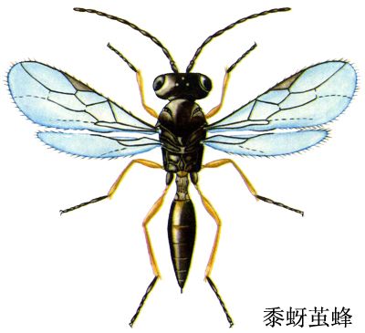 黍蚜繭蜂 黍蚜繭蜂