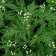 銀膠菊 銀膠菊