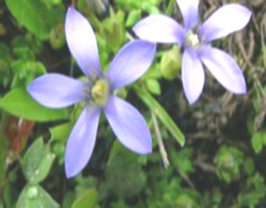 小白棉 小白棉