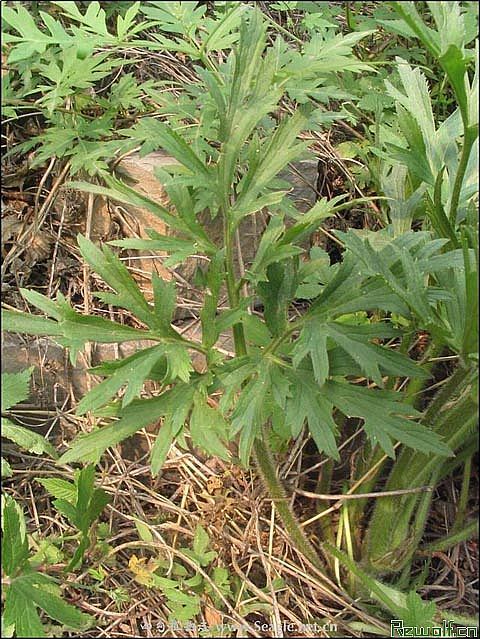 草黃烏頭 草黃烏頭
