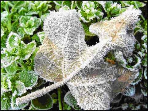 結霜的植物