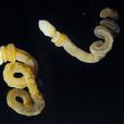 腸鰓綱 腸鰓綱
