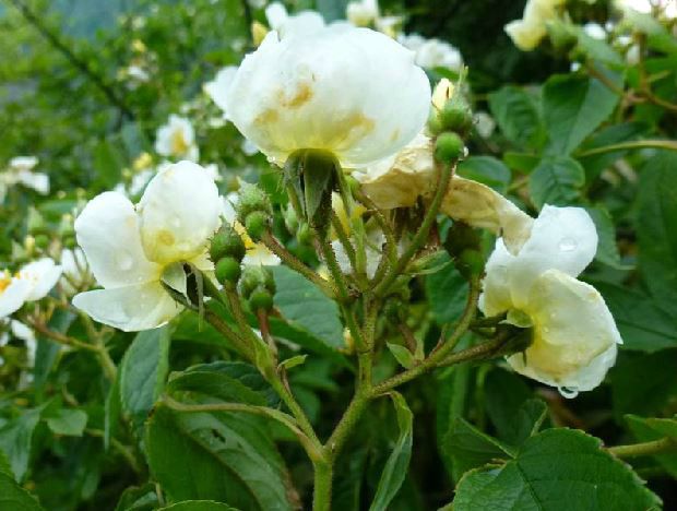 繡球薔薇 繡球薔薇